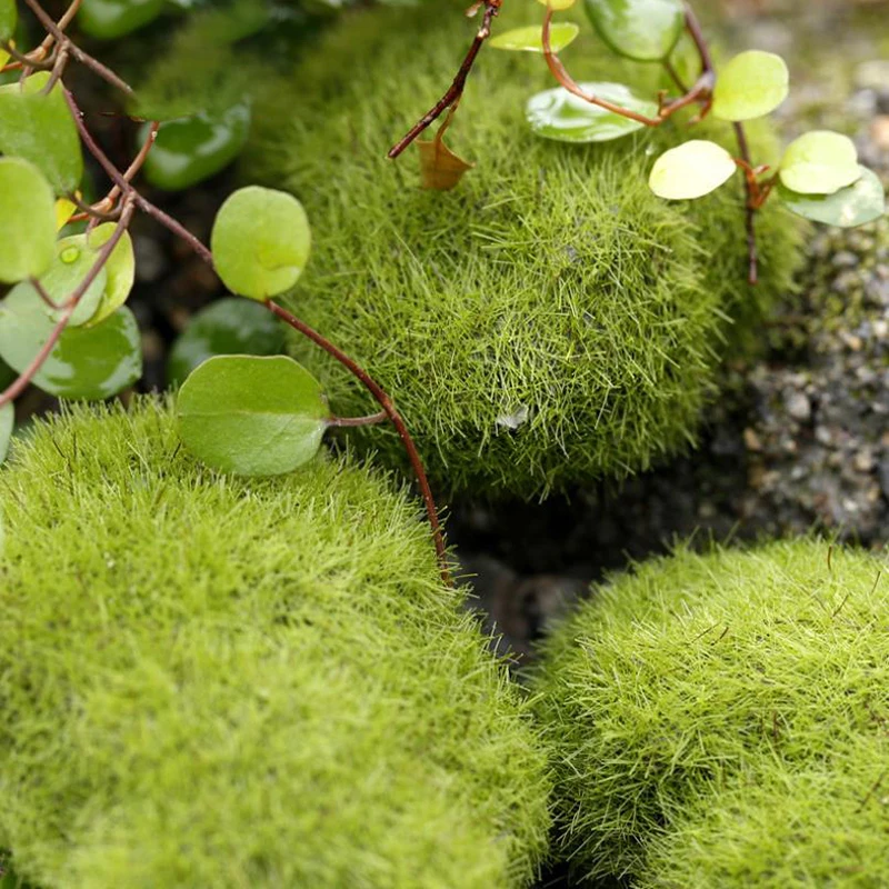 4Pcs Micro Landscape Artificia - Terrarium Moss Art incelemesi ve fiyatı