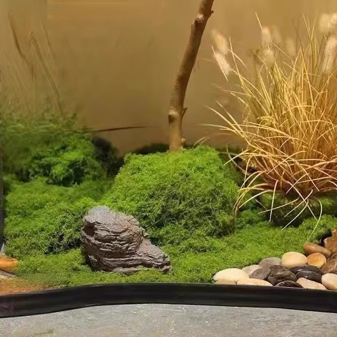 200g Eternal Life Moss DIY Cra - Terrarium Moss Art incelemesi ve fiyatı