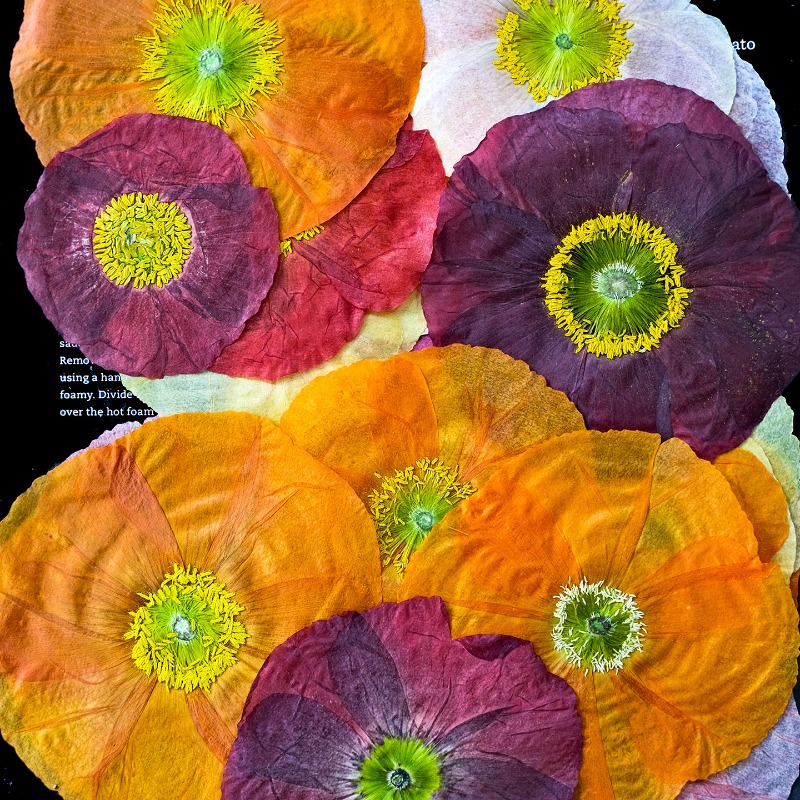 1pcs,Nature Field Poppy Presse - Resin Craft Ideas incelemesi ve fiyatı