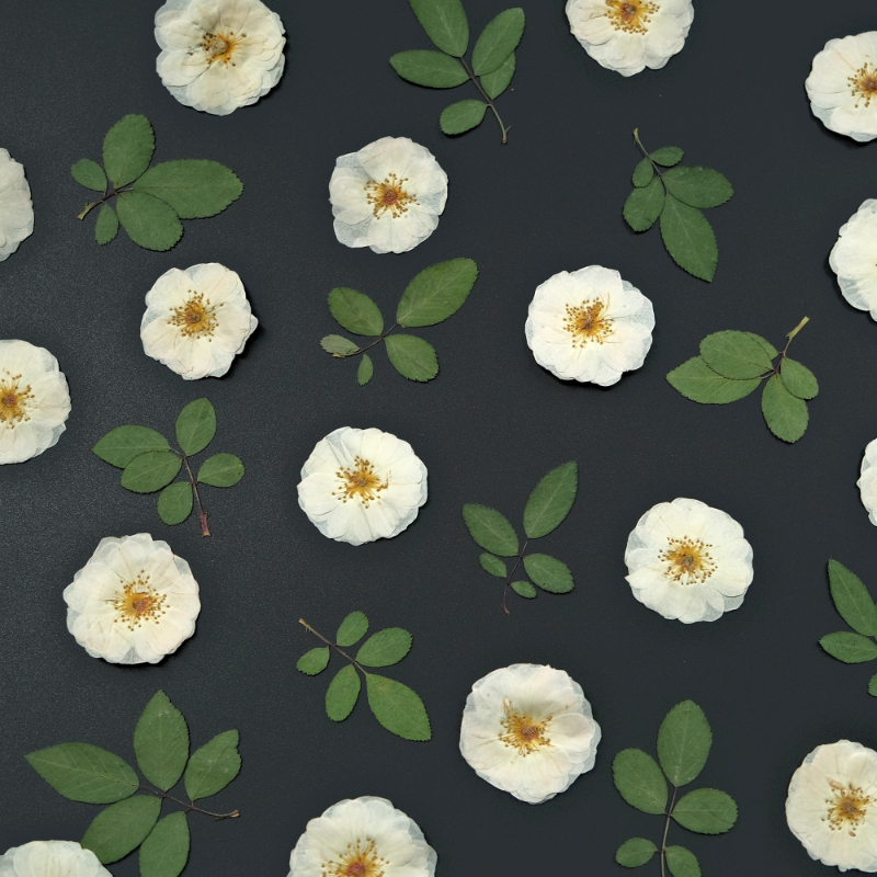 6pcs,9pcs,Nature White Rose Pr - Resin Craft Ideas incelemesi ve fiyatı