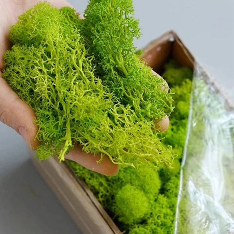20/40/100g Eternal Life Moss D - Terrarium Moss Art incelemesi ve fiyatı