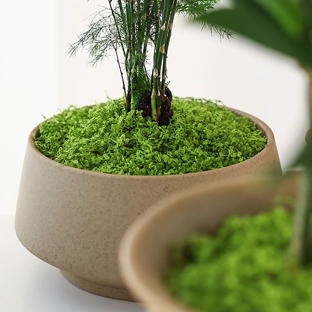 about 20g Artificial Green Pla - Terrarium Moss Art incelemesi ve fiyatı