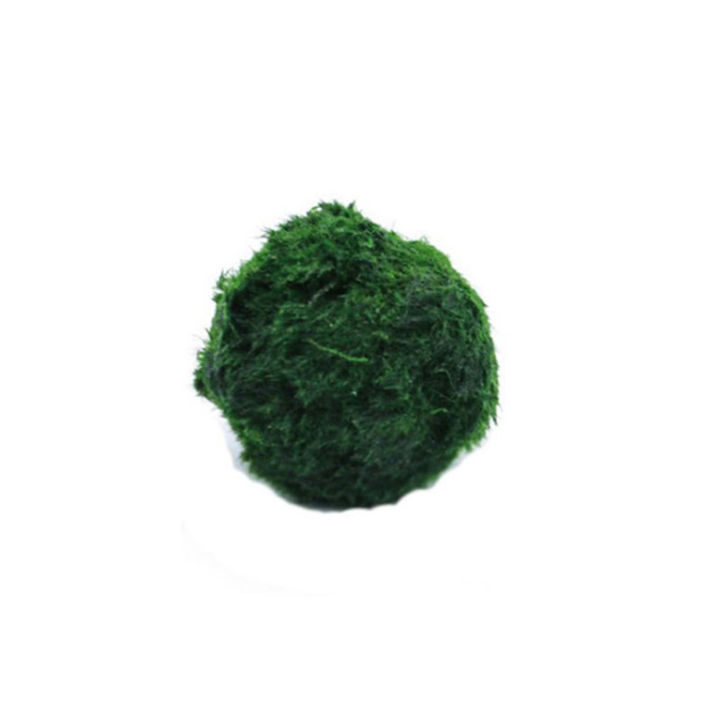 Marimo Moss Balls Live Aquariu - Terrarium Moss Art incelemesi ve fiyatı