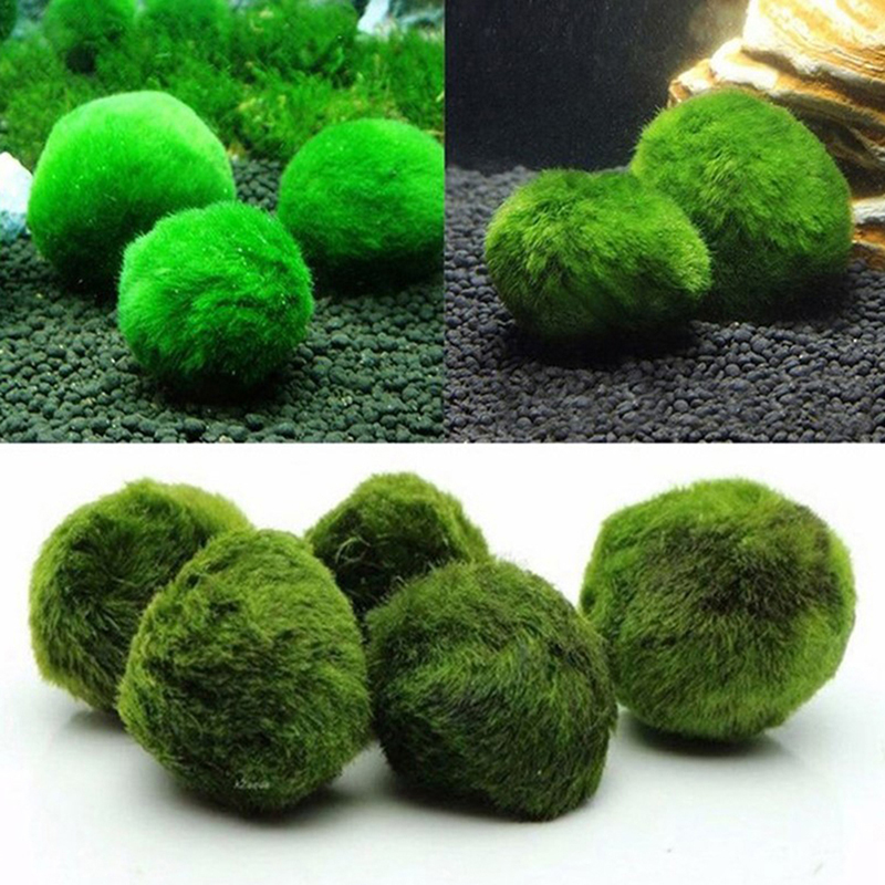Marimo Moss Balls Live Aquariu - Terrarium Moss Art incelemesi ve fiyatı
