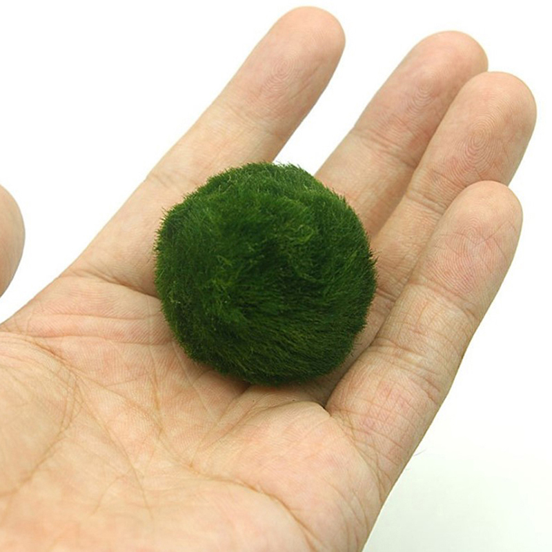 Marimo Moss Balls Live Aquariu - Terrarium Moss Art incelemesi ve fiyatı