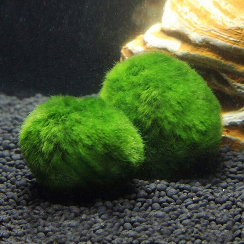Marimo Moss Balls Live Aquariu - Terrarium Moss Art incelemesi ve fiyatı